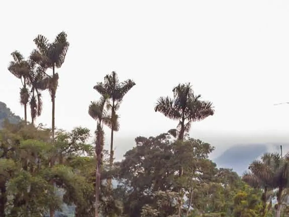 Wax palms in the mist of the Sierra Nevada