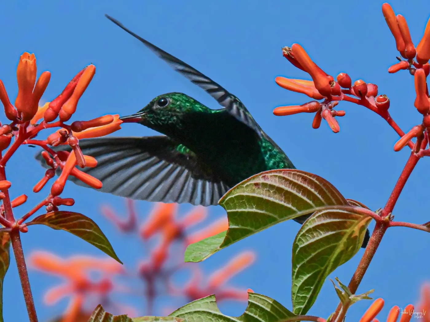 A hummingbird feeding on red flowers against a blue sky