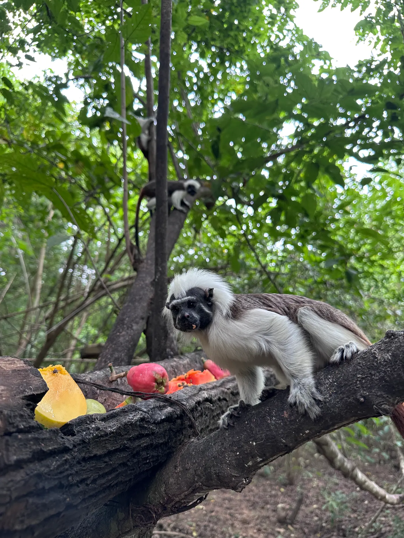 A white-headed marmoset eating fruit in a tree