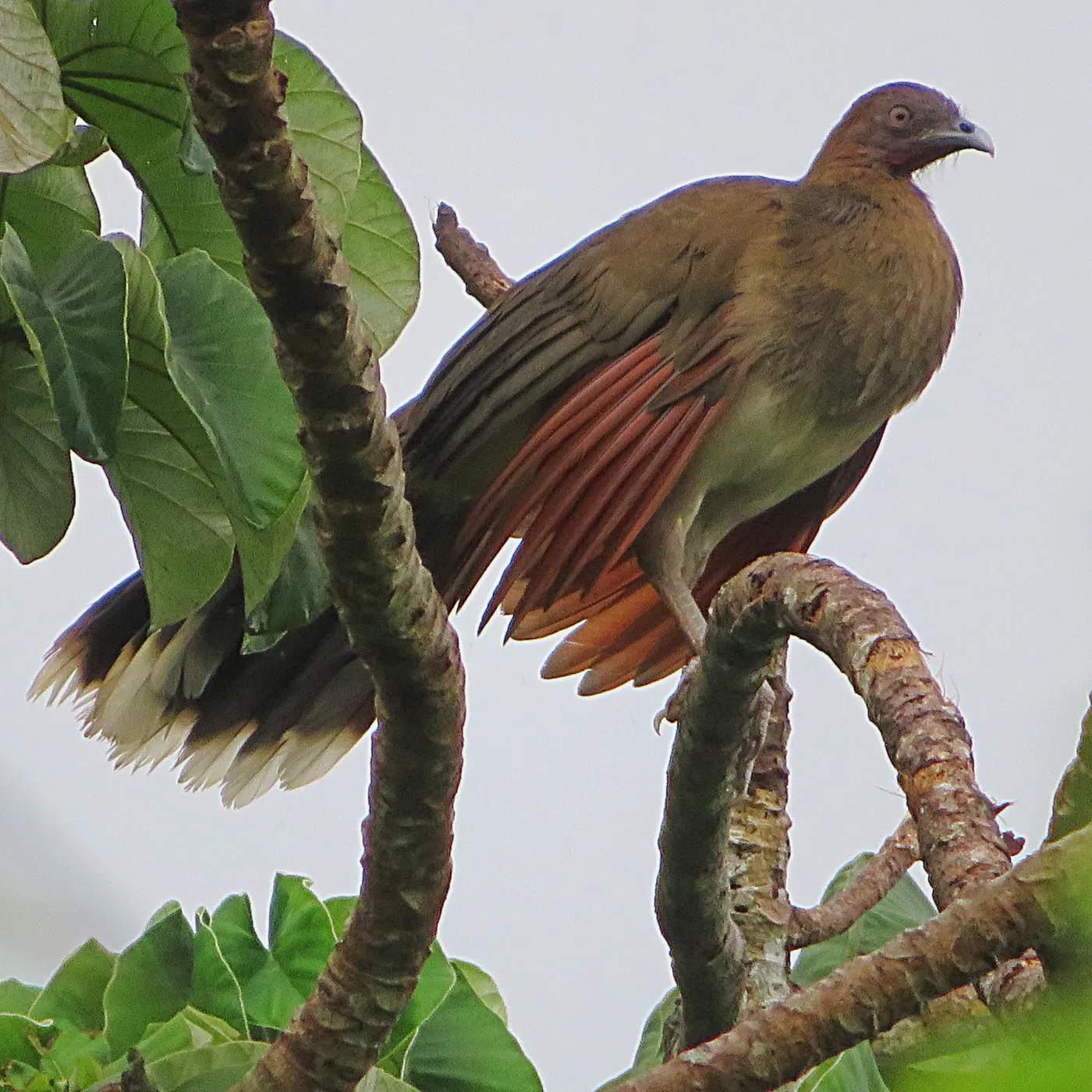 A bird with red-brown wings perched on a branch