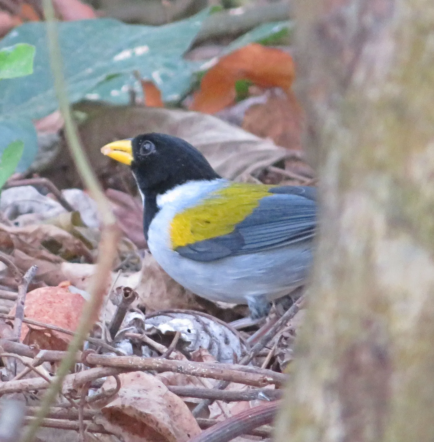A black, yellow and blue bird perched among leaves