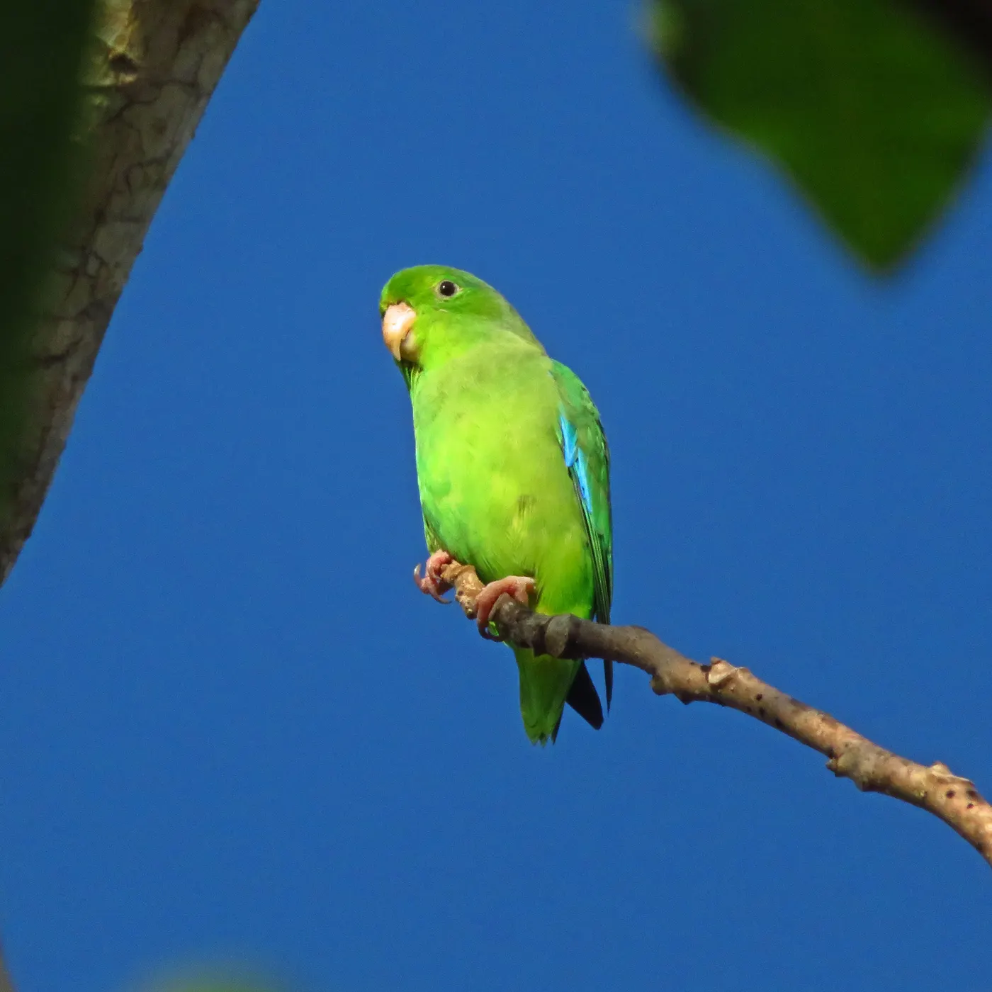 Green parakeet perched on a branch against a blue sky
