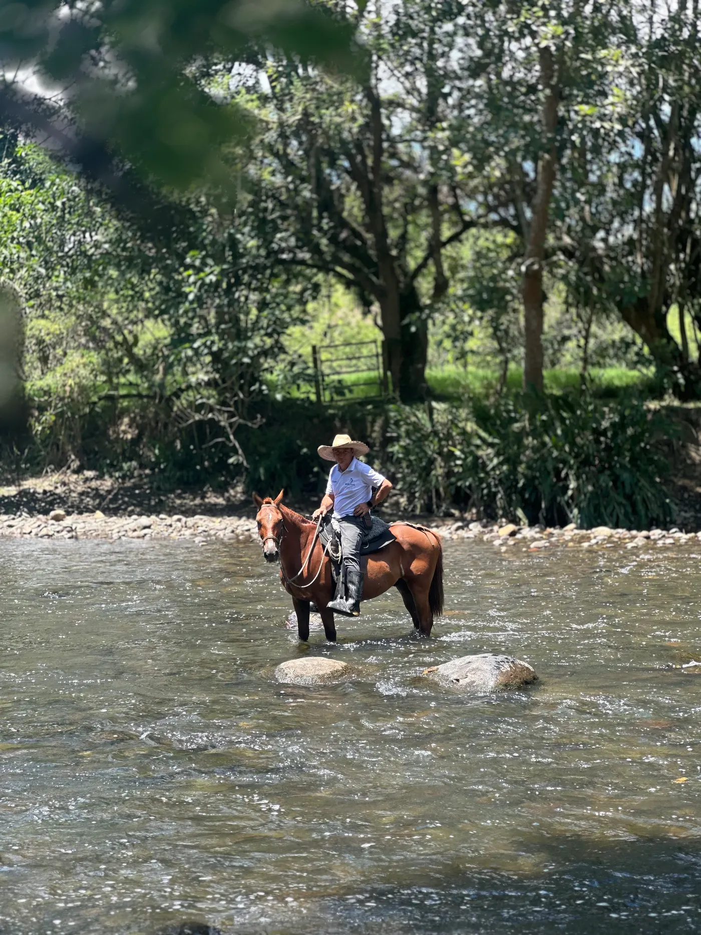 A horseback rider wading through a river among trees