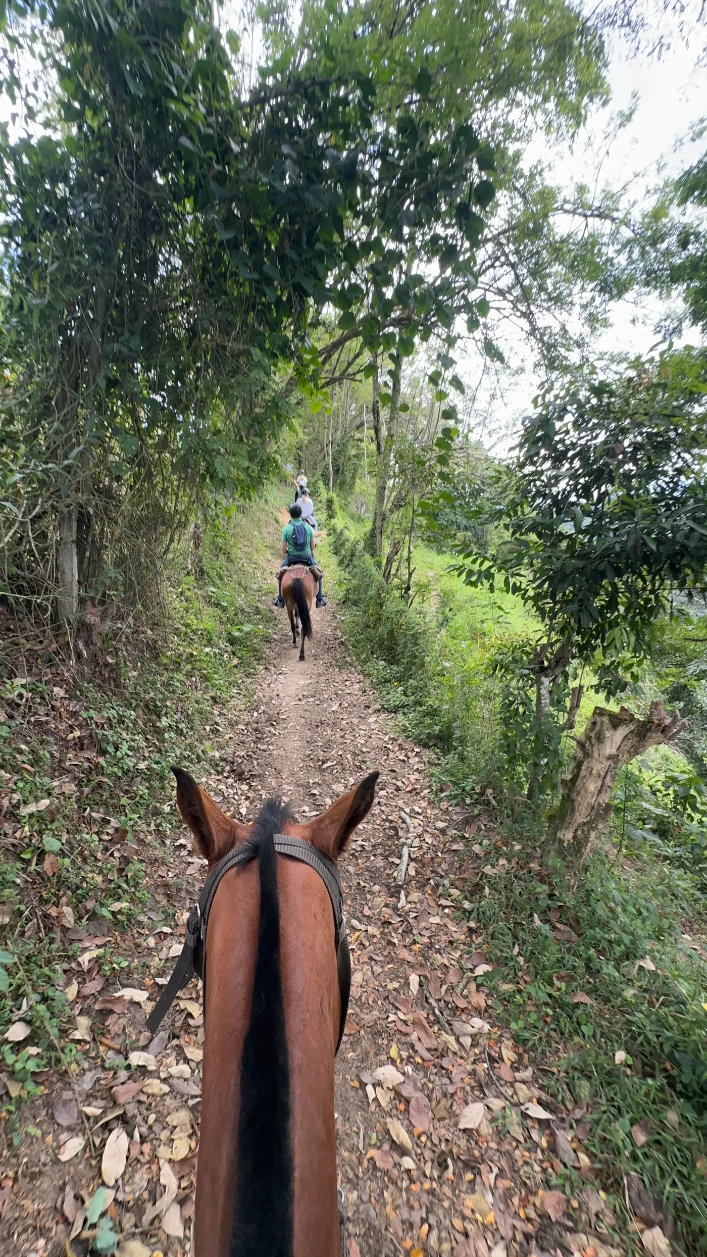 Forest trail seen between the ears of a horse