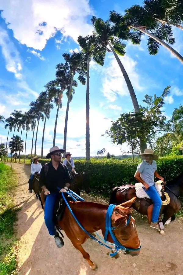Riders on horseback beside tall palm trees