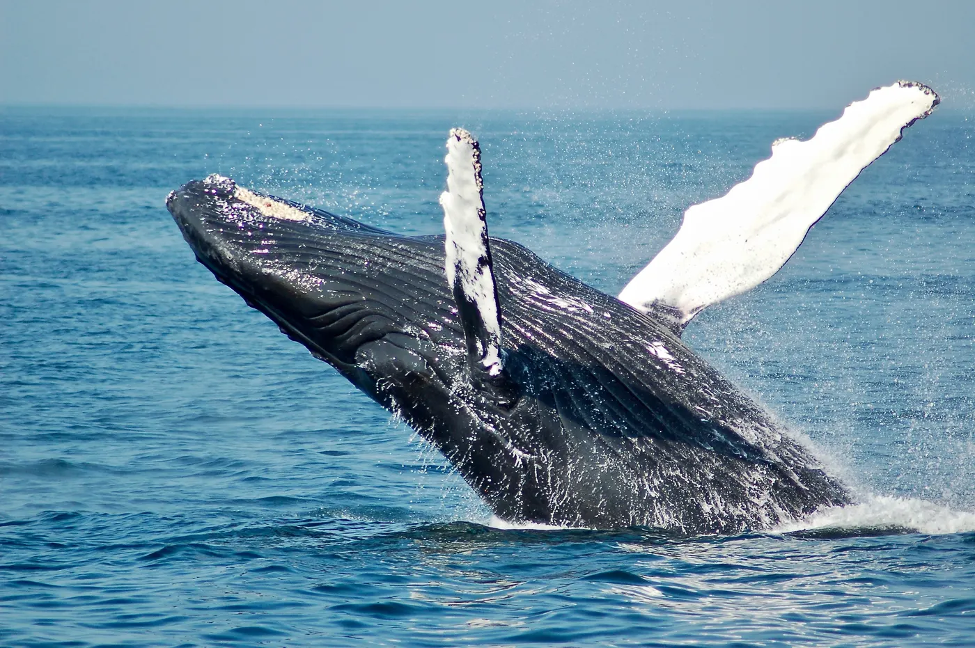 Humpback whale breaching on the Pacific coast of Colombia