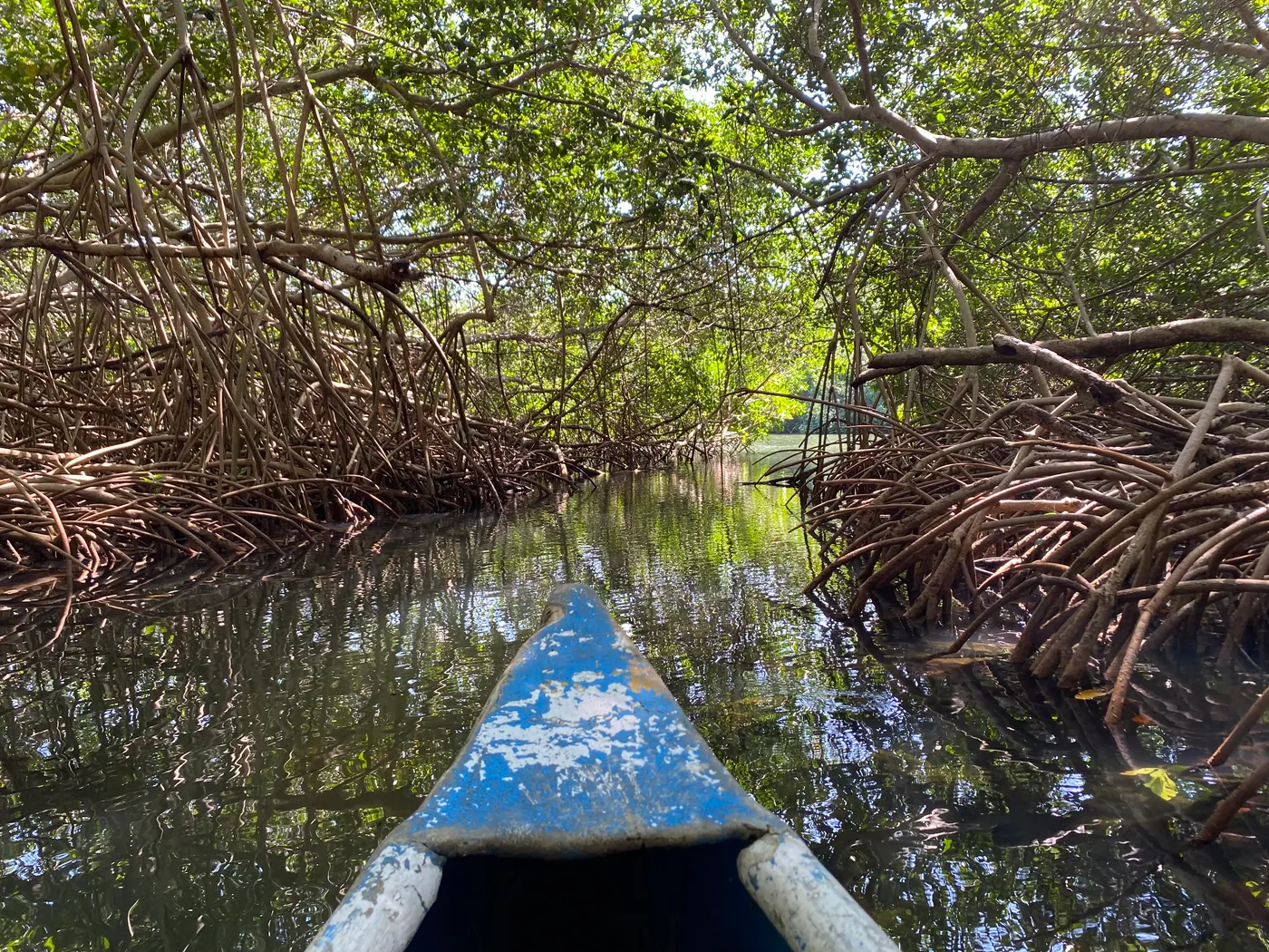 Canoe bow gliding through the mangroves