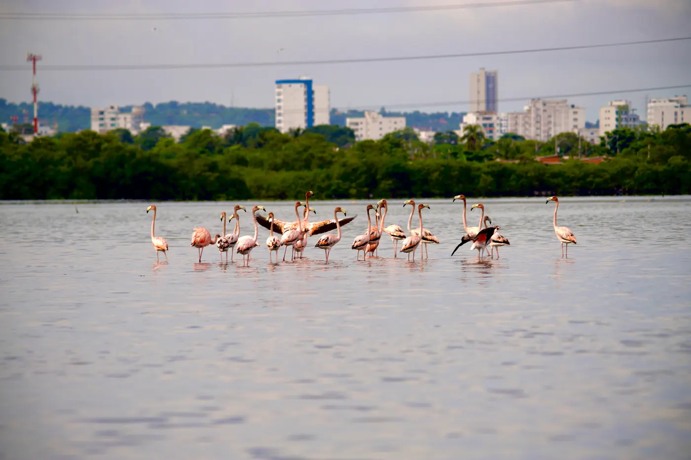 Flamingos in the water with the Cartagena buildings in the distance