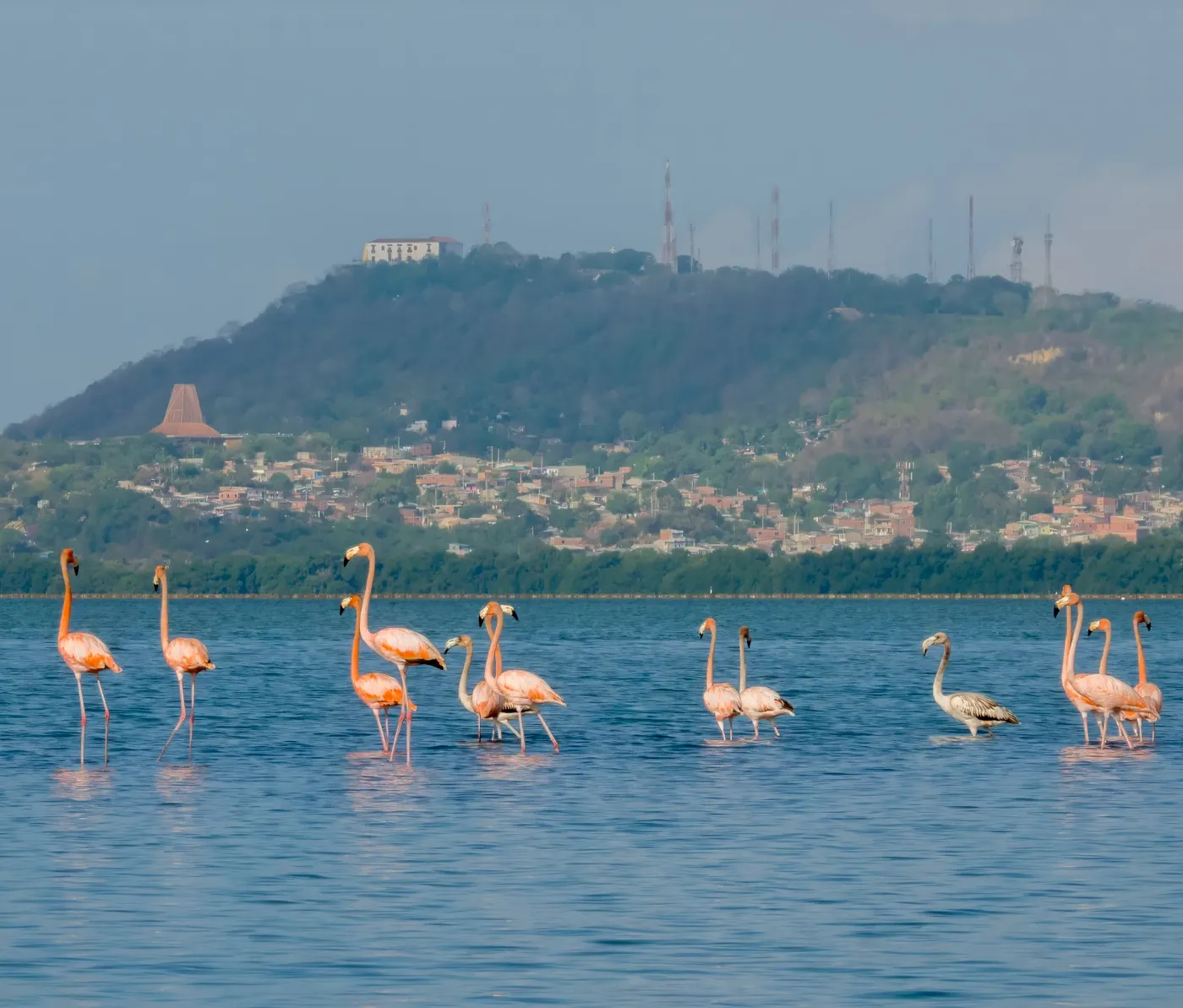 Flamingos wading in the Ciénaga de la Virgen with a hill and the city behind them